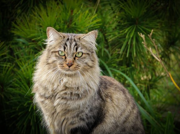 Le chat siberien