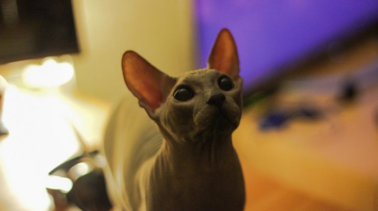 Le chat sphynx