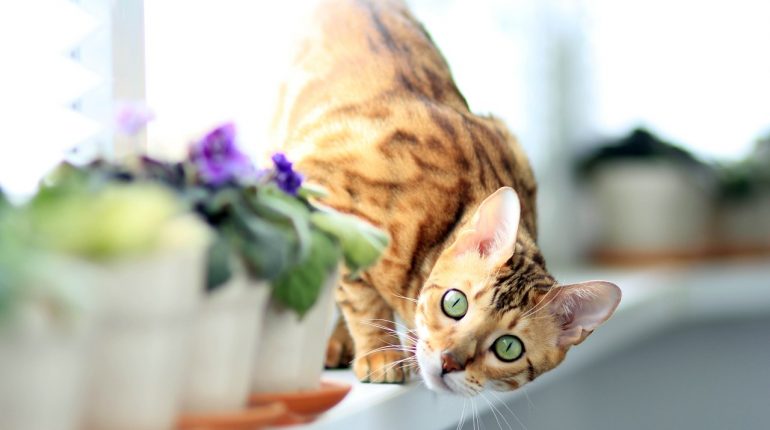 Le chat bengal