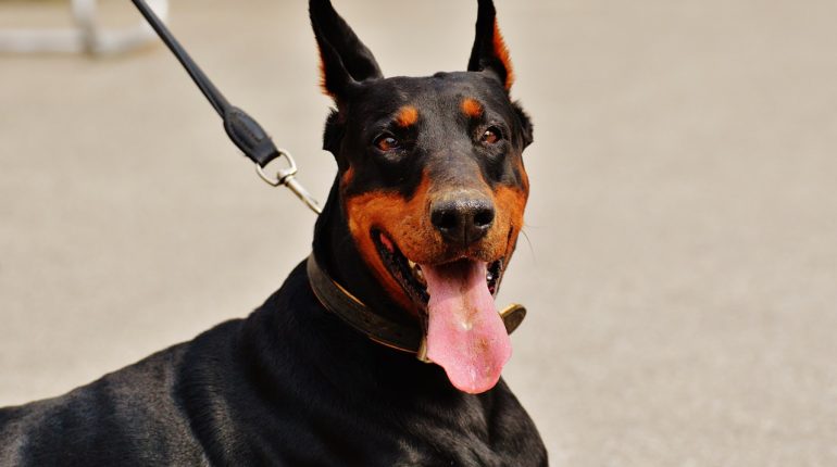 Un dobermann de garde