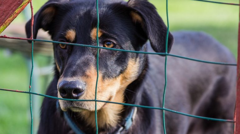 Un chien dans un refuge