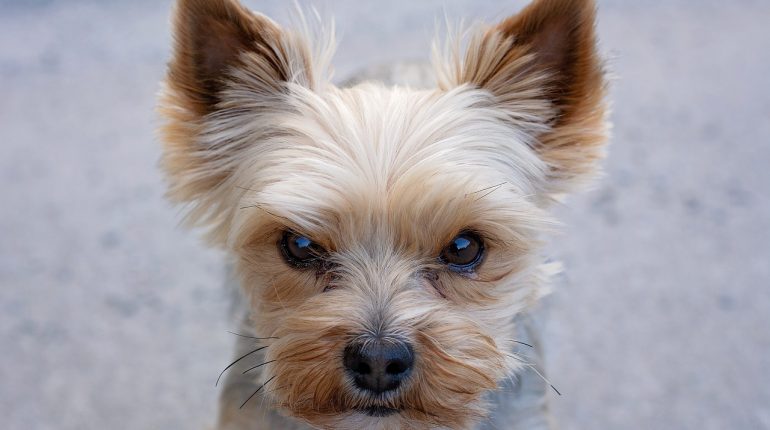 Le Yorkshire terrier
