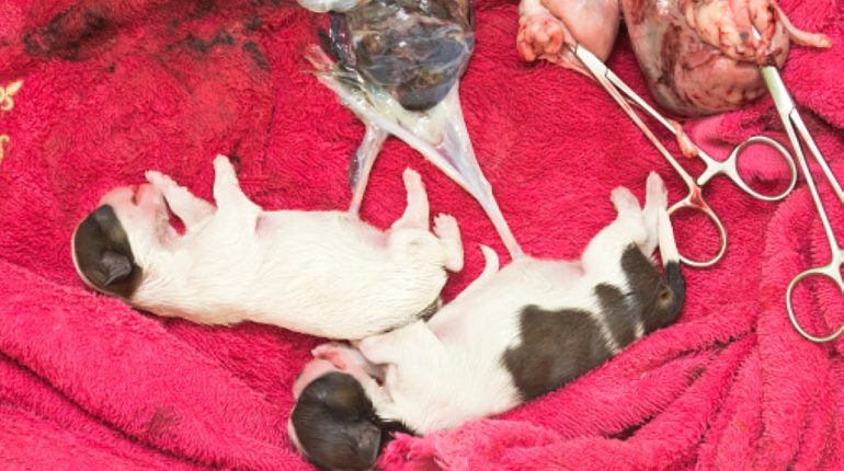 Tout ce que vous devez savoir sur la césarienne canine