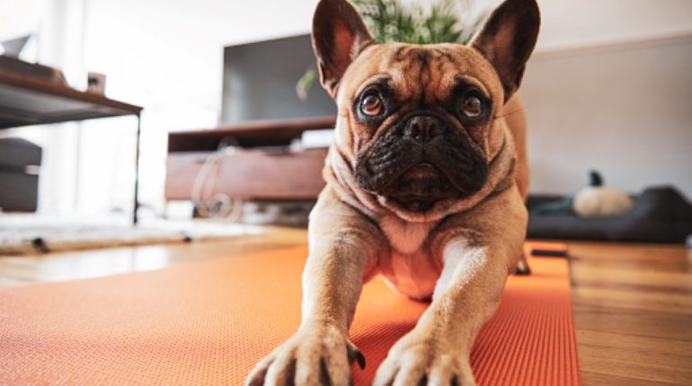 Pourquoi pratiquer le Doga ?