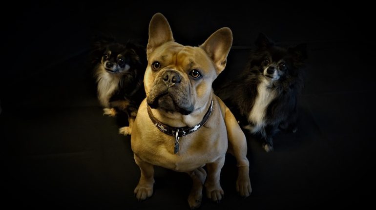 Pourquoi et comment choisir un collier lumineux pour votre chien ?