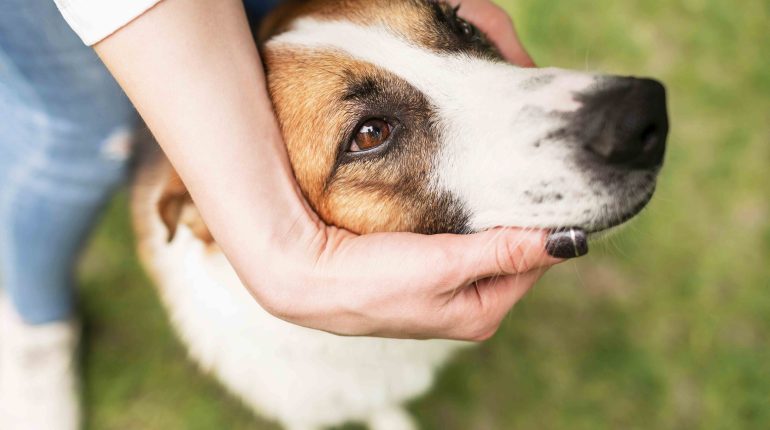 Protéger votre animal des parasites