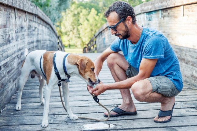 2-Pourquoi privilégier les harnais ergonomiques pour les promenades de votre chien