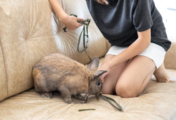 traitement contre l'odeur de la moufette pour vos animaux de compagnie