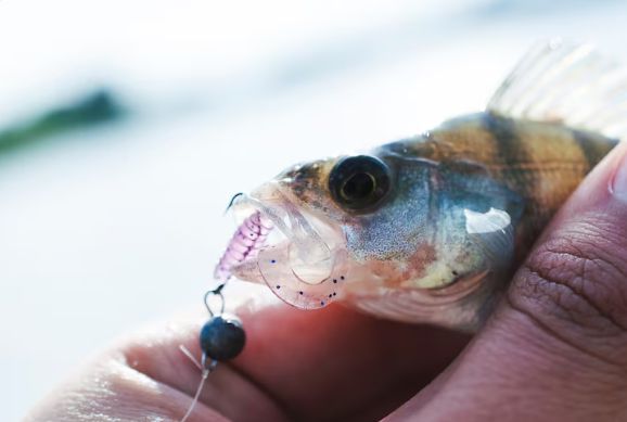 traitement pour poissons