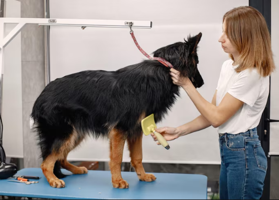 toilettage pour chiens
